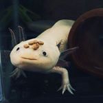 11910322_1615958775358863_1885628482_a