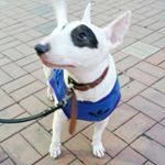 10311069_1685533731729433_522836734_a