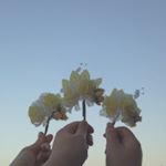 12819001_563184503856582_1671258360_a