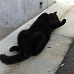 10932272_1609179299370520_1211912610_a