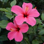 12547486_144926272549122_321272976_a