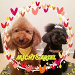 11350915_716616231815559_987200036_a