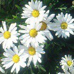 11849281_1624219777860604_666534030_a