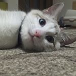 12716745_928453080602062_1377495935_a