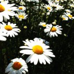 11363895_734175213355253_1689684015_a