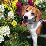 10903419_1403616043268000_1092391311_a