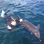 12301338_1661842427426329_1943426_a