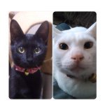 10838717_837902502898975_2095417401_a