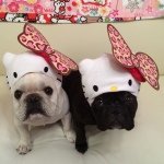 10522835_470608043076625_1892758667_a