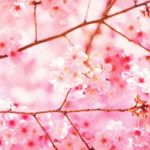 925235_1692901984299667_1632691409_a