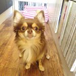 11917847_1528162997474772_2082072985_a