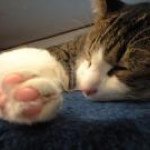 11906323_1624264901166714_769531688_a