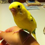 11330767_724885600949918_1113584847_a