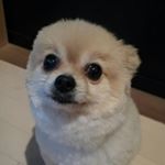 12424403_1578011162516437_1033467476_a