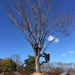 12599342_155705538143438_633867999_a