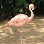 12224554_1517314635260928_658962622_a