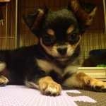 927148_913051828708434_230777835_a