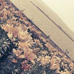 12276997_883305865071131_1005273165_a