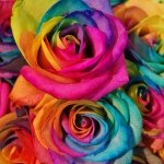 11379208_848172725251718_1899508863_a
