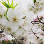 12725047_497640410422422_1630597983_a