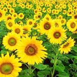 11849111_927499997307256_72087558_a