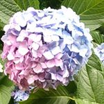 12748245_824393867683588_65325044_a