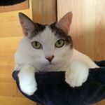 12139803_736014933197927_1687159829_a