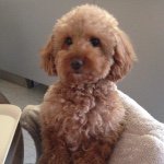 11257800_1572836146312822_406528847_a