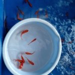 10522241_879849405362985_820324267_a