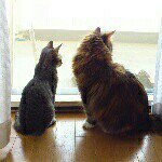 10731692_1513596485554837_2127856800_a