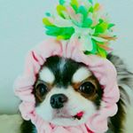 12751388_172252286492600_2037182249_a