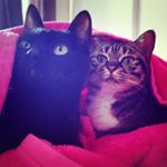 12716815_151691521881991_1798873273_a