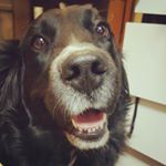 923603_488976841296610_1353261846_a