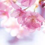 12716792_818259708297383_371022584_a