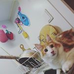 12543278_1112853958747230_1342074711_a