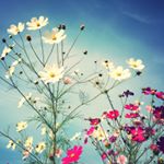 11950516_901129479934282_1298768306_a