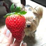 12819081_1705050979742993_1364369436_a