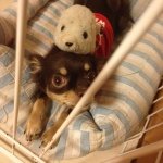 10483594_250959131779474_1766588295_a