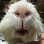 12749828_1317179541649405_1001217899_a