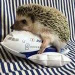 12729452_549532448556541_813570857_a