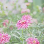 10817963_1530281693939534_835508667_a