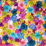 11117214_1426100744364672_763324529_a