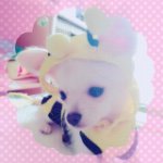 11326313_432545800260254_1717510709_a