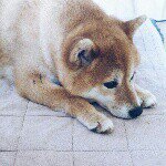 11374605_1601248666797911_1998006583_a