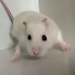 12728400_1041465159251483_761966587_a