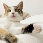 10691744_746312605463199_77395986_a