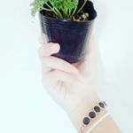 12904997_1602205126687574_85960097_a