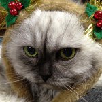 11250224_1003236813040315_405473660_a