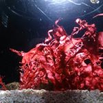 12599443_855139281275914_628130233_a