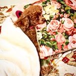 12558794_451543221696632_1582366957_a